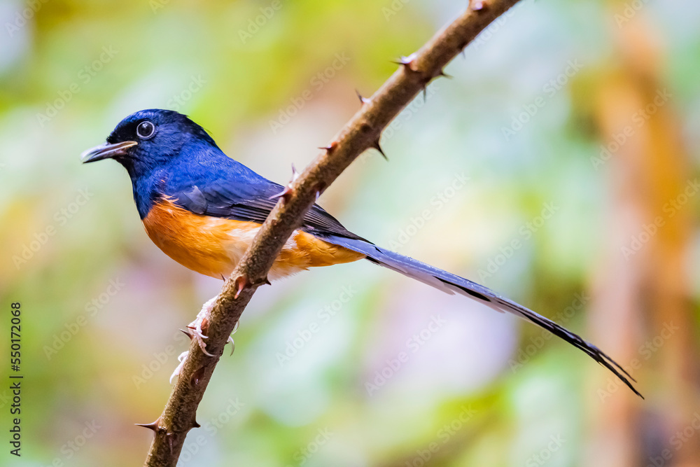 The White-rumped Shama on a branch The White-rumped Shama on a branch