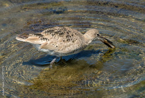 Wild Willet searches for food in a wildlife preserve