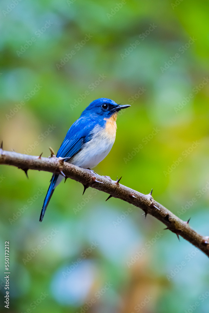 The Indochinese Blue Flycatcher on a branch The Indochinese Blue Flycatcher on a branch