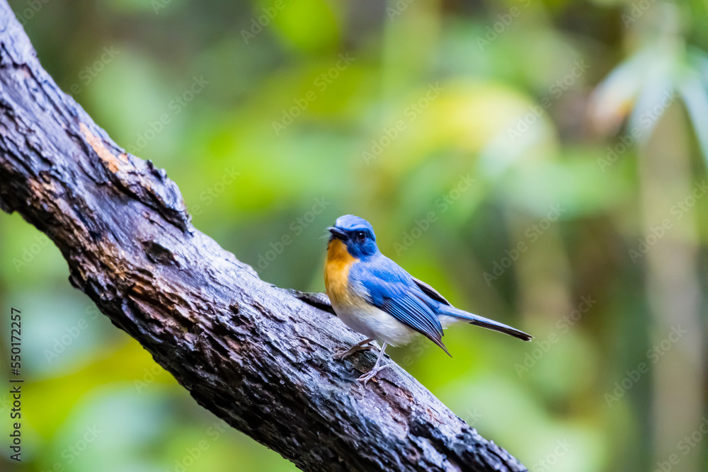 The Indochinese Blue Flycatcher on a branch