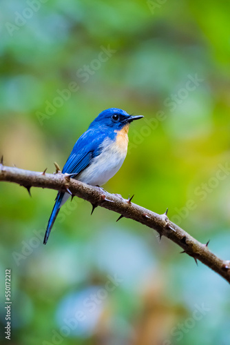 The Indochinese Blue Flycatcher on a branch © Sarin
