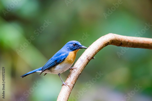 The Indochinese Blue Flycatcher on a branch © Sarin