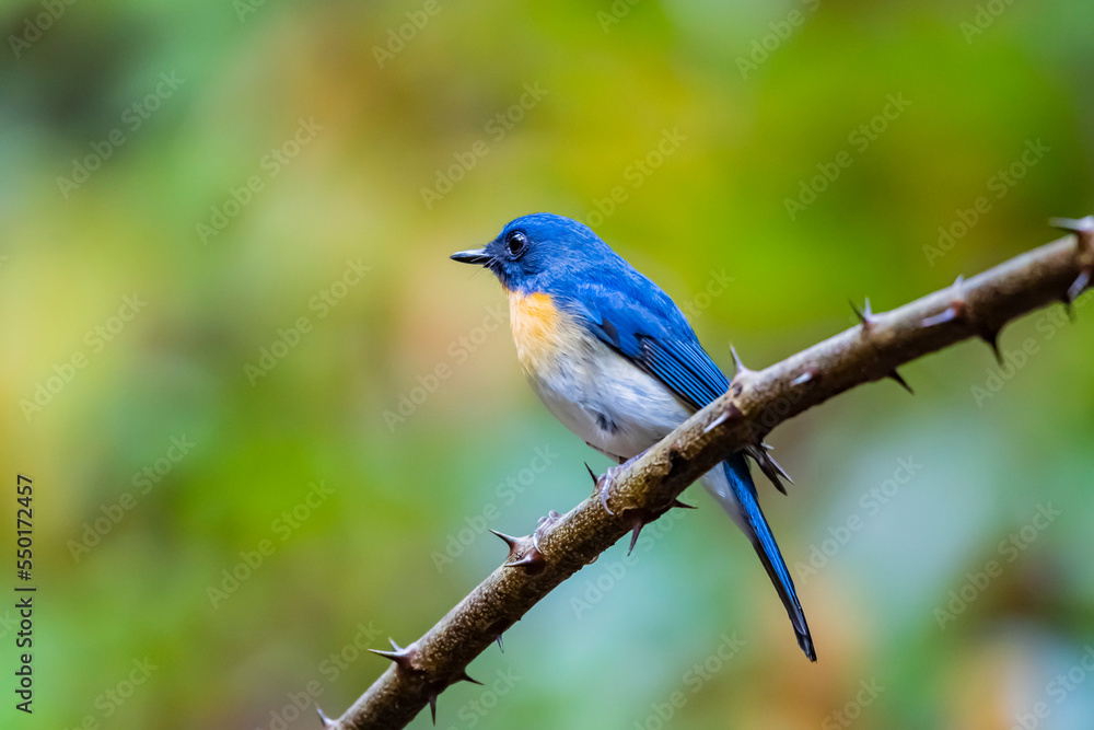 The Indochinese Blue Flycatcher on a branch The Indochinese Blue Flycatcher on a branch