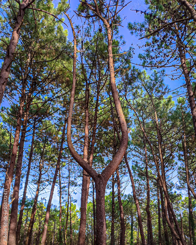 Fototapeta premium Gigantic natural slingshot in Spain.