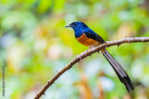 The White-rumped Shama on a branch © Sarin