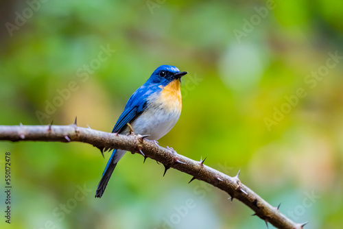 The Indochinese Blue Flycatcher on a branch