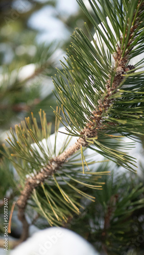 tree branches