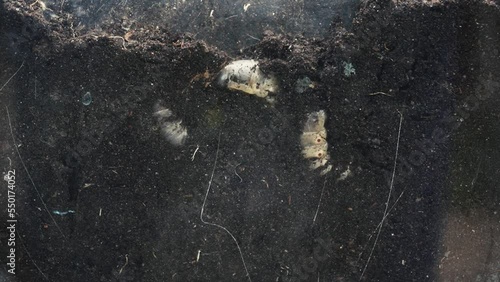 stag beetle caterpillars on open ground trying to burrow into the ground timelapse. Insect larvae lie on the plowed soil in the spring behind glass on the side. beetle transitional life stage close-up photo