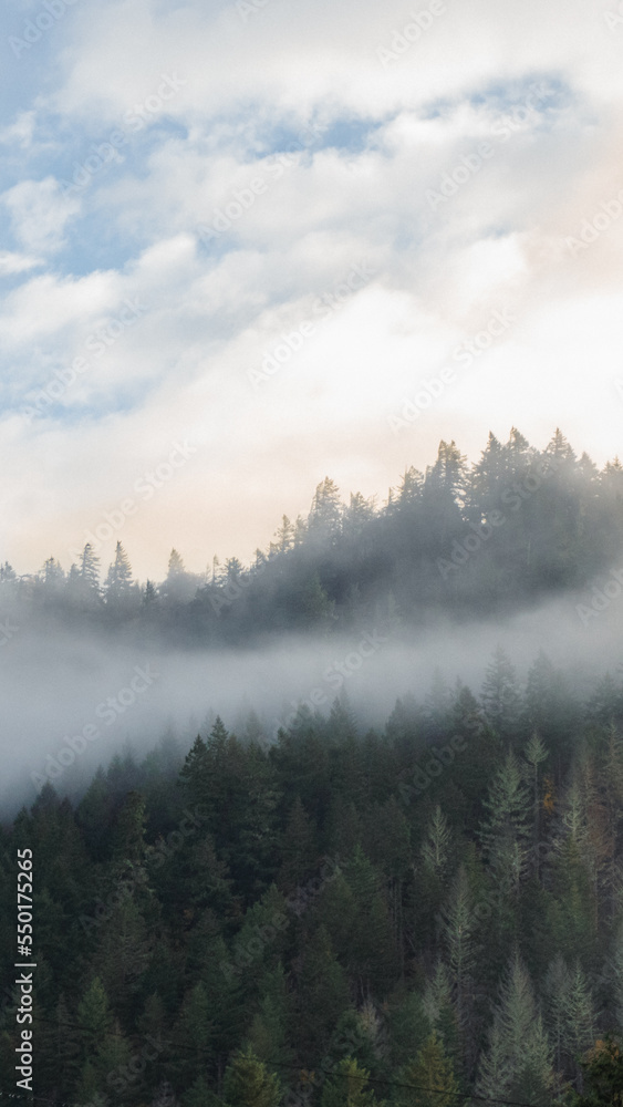 Foggy Pacific Northwest Trees