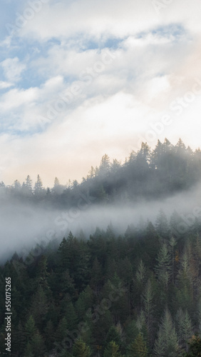 Foggy Pacific Northwest Trees © Kerstin