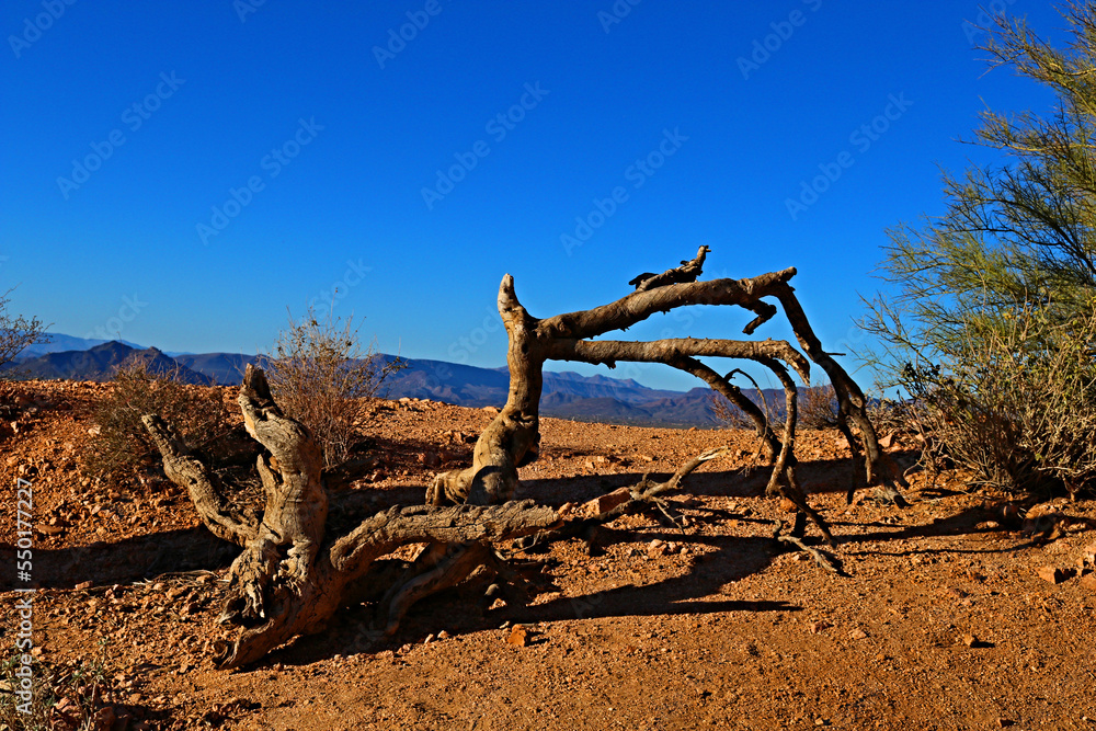 Dead Tree in the Desert