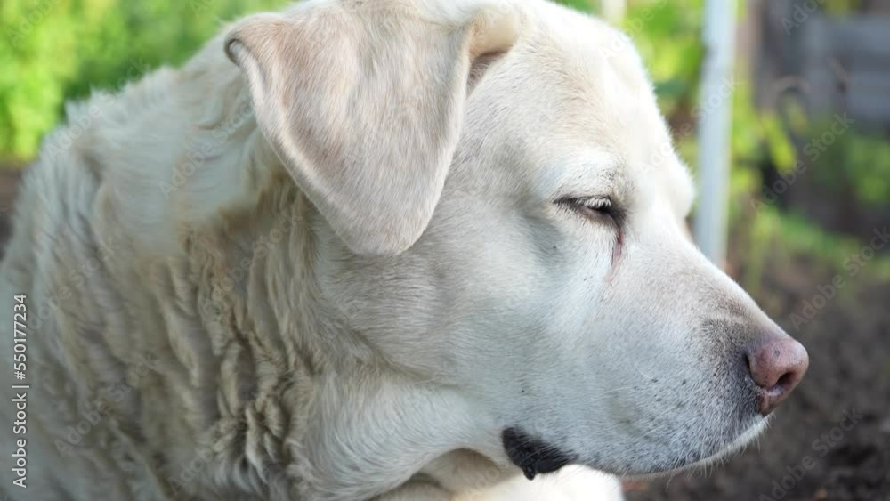 fawn labrador lies on the ground in spring. the dog is hot. the pet wags its tail for joy. Dog muzzle close-up. Labrador portrait fawn labrador lies on the ground in spring. the dog is hot. the pet wags its tail for joy. Dog muzzle close-up. Labrador portrait