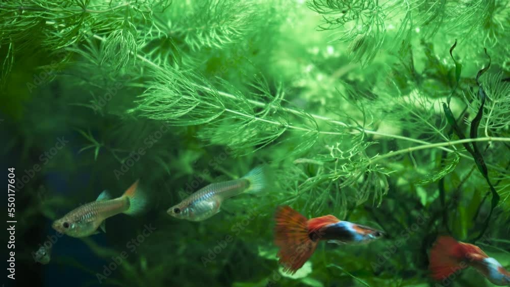 Fish swim in a home aquarium. Diversity of the underwater world behind glass in a water tank. Multicolored underwater pets swim among the algae. Hobby for a fisherman Fish swim in a home aquarium. Diversity of the underwater world behind glass in a water tank. Multicolored underwater pets swim among the algae. Hobby for a fisherman