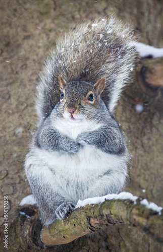 A well-nourished grey squirrel on a tree enjoying snow