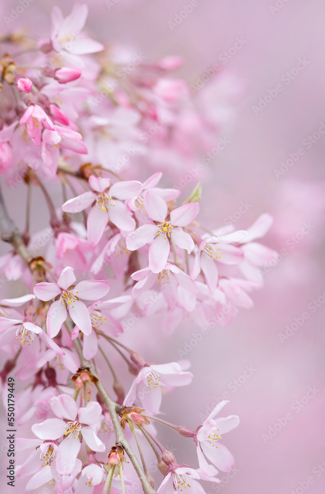 Weeping cherry (weeping sakura tree) in full bloom