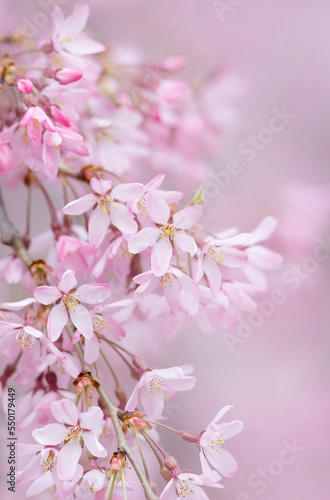 Weeping cherry (weeping sakura tree) in full bloom © DarZel