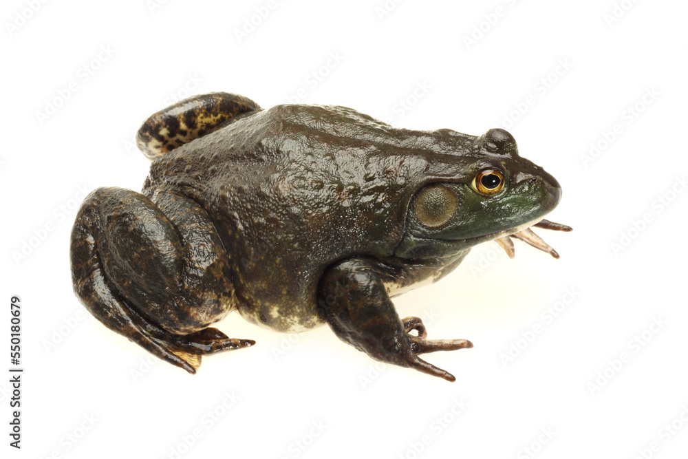 Fototapeta premium frog on white background