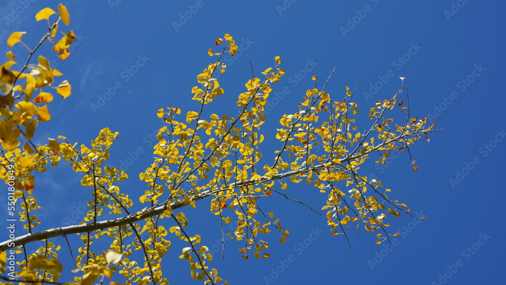 The green and little yellow trees full of the forest in autumn The green and little yellow trees full of the forest in autumn