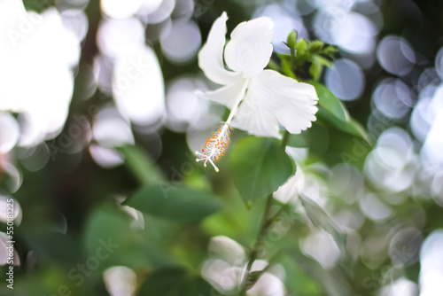 White chaba flower with long pollen or hibiscus rosa sinensis blooming in garden and bokeh background photo