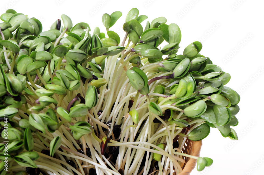 Fototapeta premium Black bean sprouts on white background