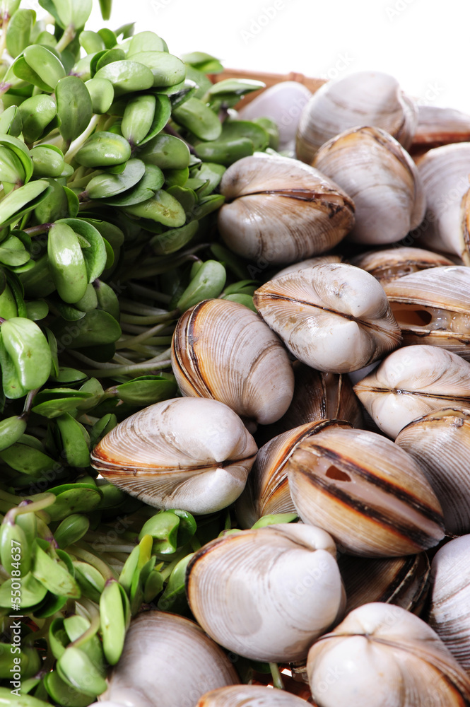 Fototapeta premium fresh raw Surf clam background