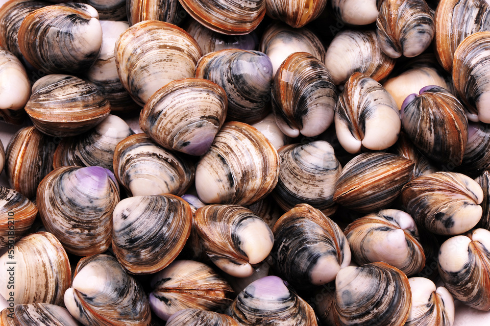 close up of a bunch of clams