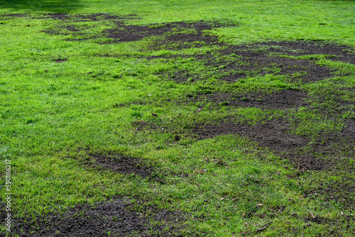 Fotografie Major lawn repair and reseeding project, fresh seeds and rich topsoil in a green