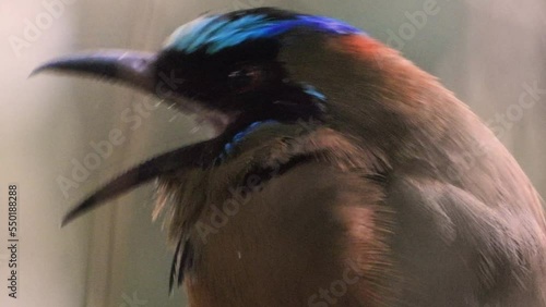 Extreme close up shot of a beautiful whooping blue-crowned motmot, momotus coeruliceps, capturing the vibrant details of this bird species, black mask, red eyes and vivid turquoise capped. photo