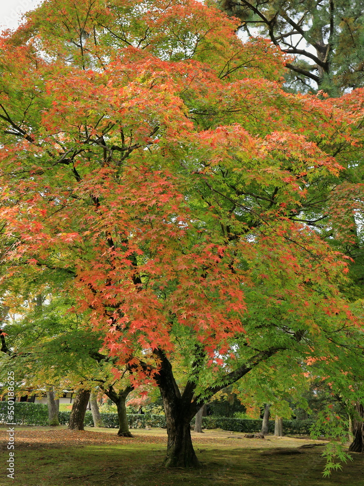 Fototapeta premium 錦秋の京都御苑