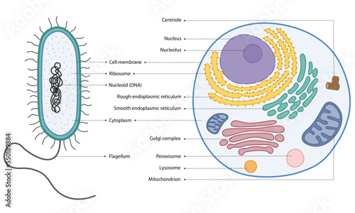 Organelles in Prokaryotic and Eukaryotic Cells photo