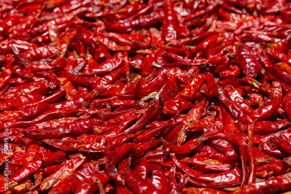 Close up on red hot chili peppers drying on sun