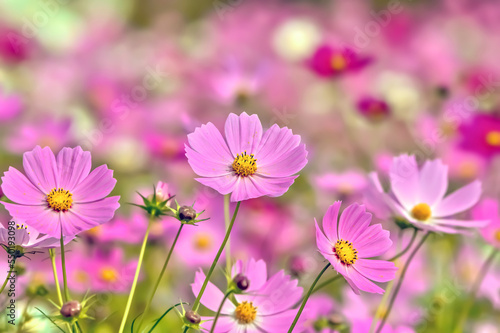 コスモスの花（Cosmos flower）