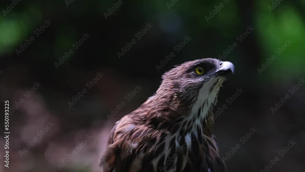 Stretching its head up towards its left while curiously looking, Pinsker's Hawk-eagle Nisaetus pinskeri, Philippines. Stretching its head up towards its left while curiously looking, Pinsker's Hawk-eagle Nisaetus pinskeri, Philippines.