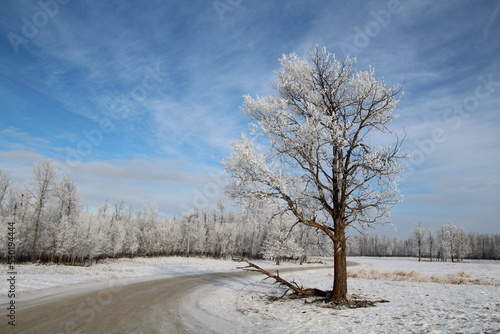 Wallpaper Mural winter landscape with trees, Elk Island National Park, Alberta Torontodigital.ca