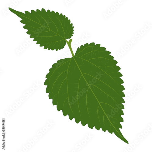 nettle leaves