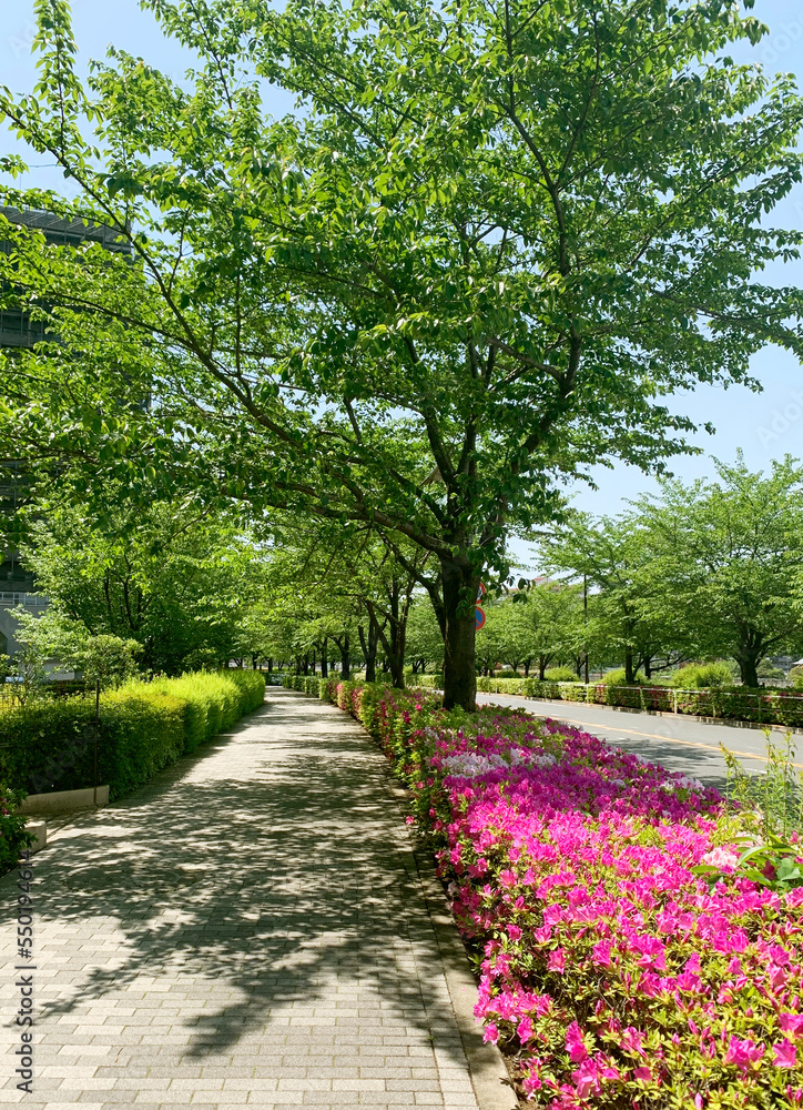 美しい街路樹と歩道 美しい街路樹と歩道