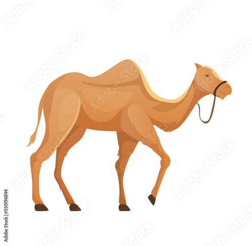 camel in profile on white background vector illustration
