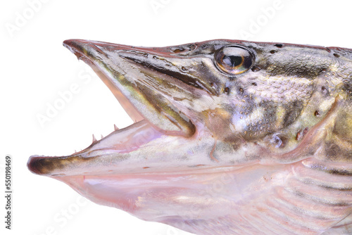 Pike fish isolated on white