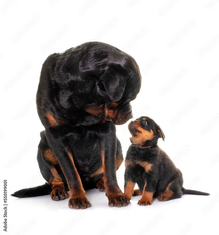 Obraz premium adult and puppy rottweiler