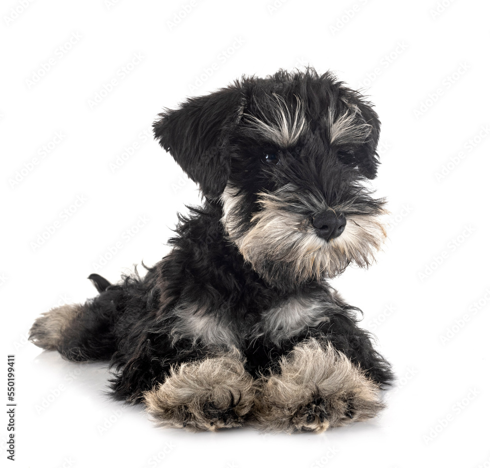 miniature schnauzer in studio