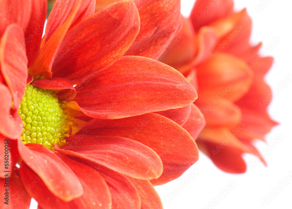 Fototapeta premium Closeup of red Dahlia