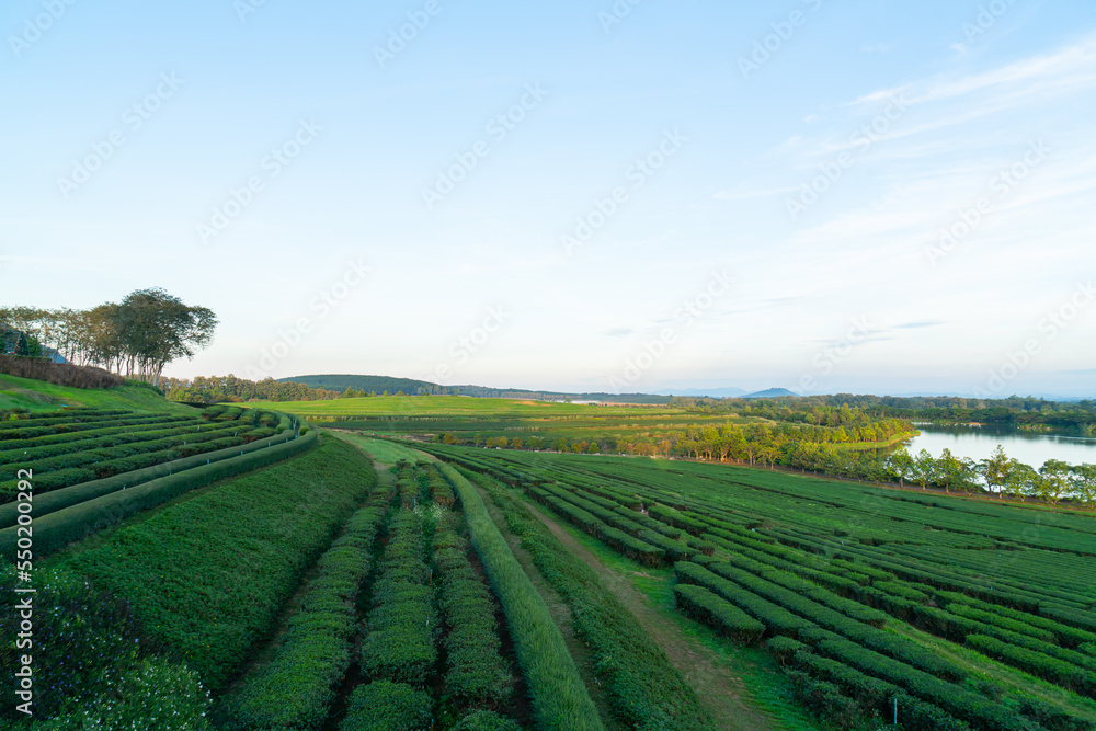 tea plantation on mountain in morning