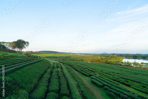 tea plantation on mountain in morning