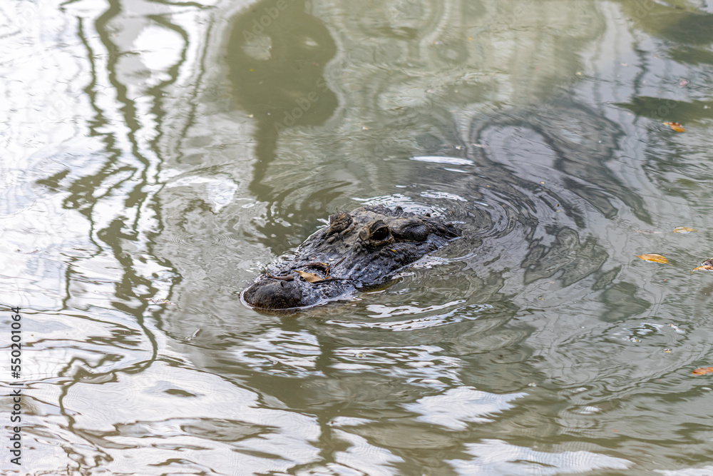 Obraz premium alligator in the water