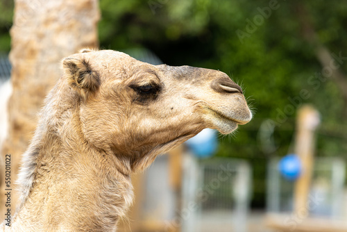 portrait of a camel