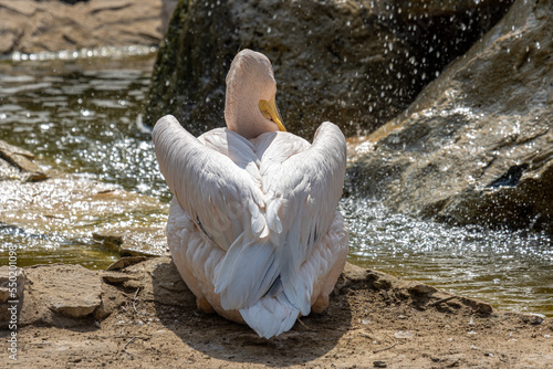 white pelican