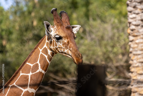 Photography portrait of a giraffe