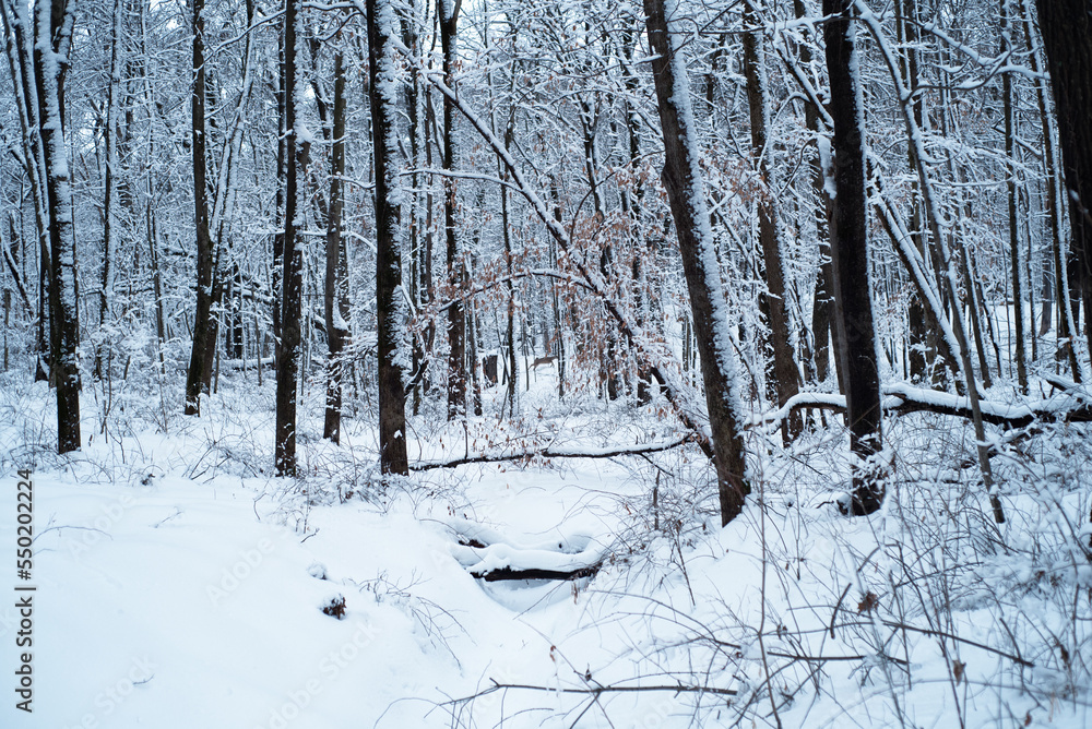 winter forest in the snow