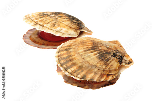 Seafood: live scallops (Pecten maximus). Isolated on white background.