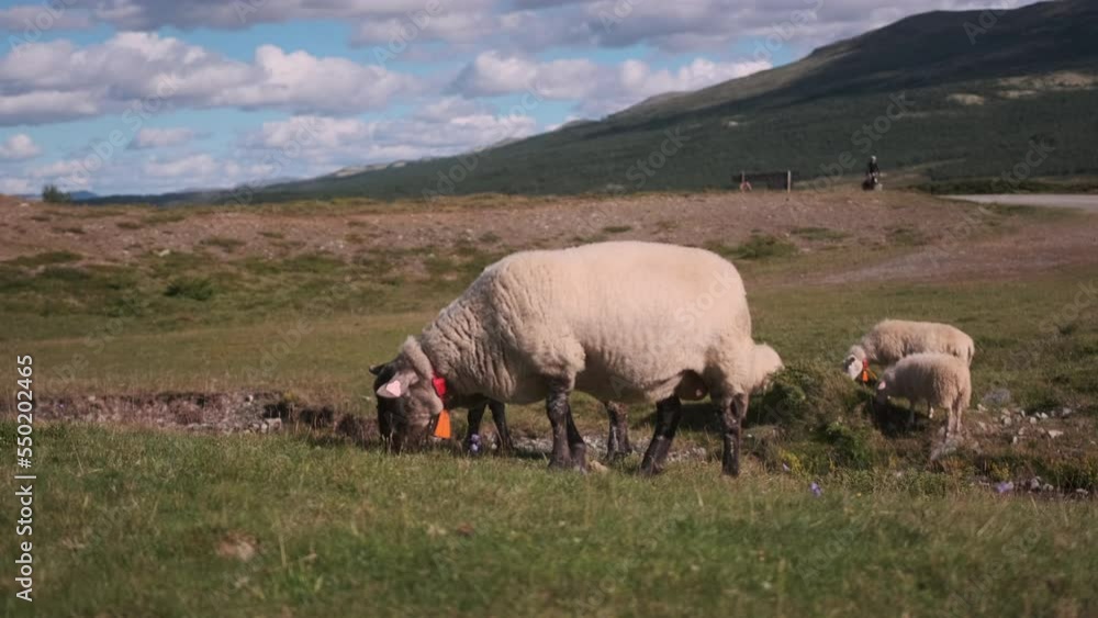 Close up shot of sheep's grazing in the grass in the sunny day time. Sheeps in a meadow on green grass
Close up shot of sheep's grazing in the grass in the sunny day time. Sheeps in a meadow on green grass